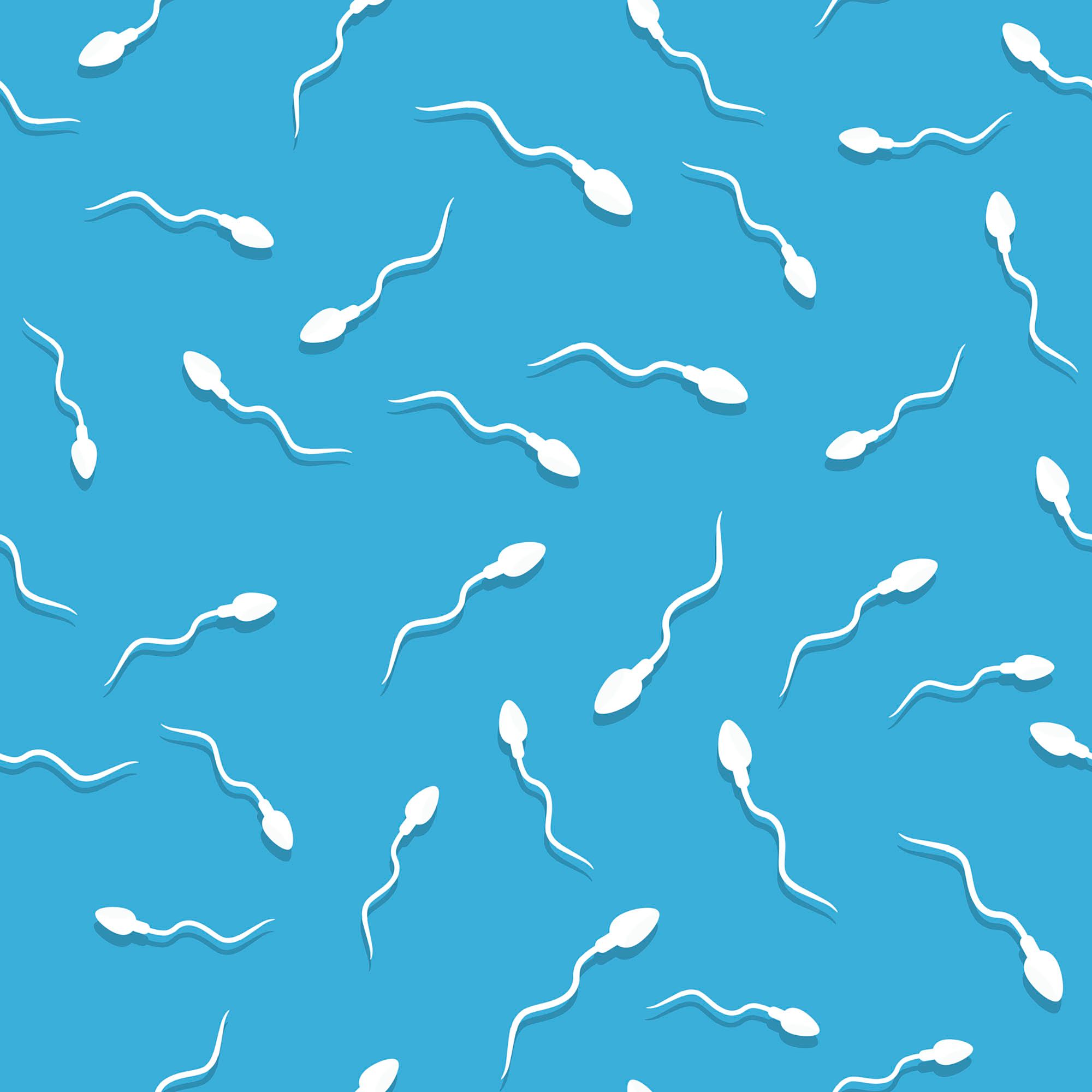 Bakterien im Sperma - Grafik von Spermien auf blauem Hintergrund.