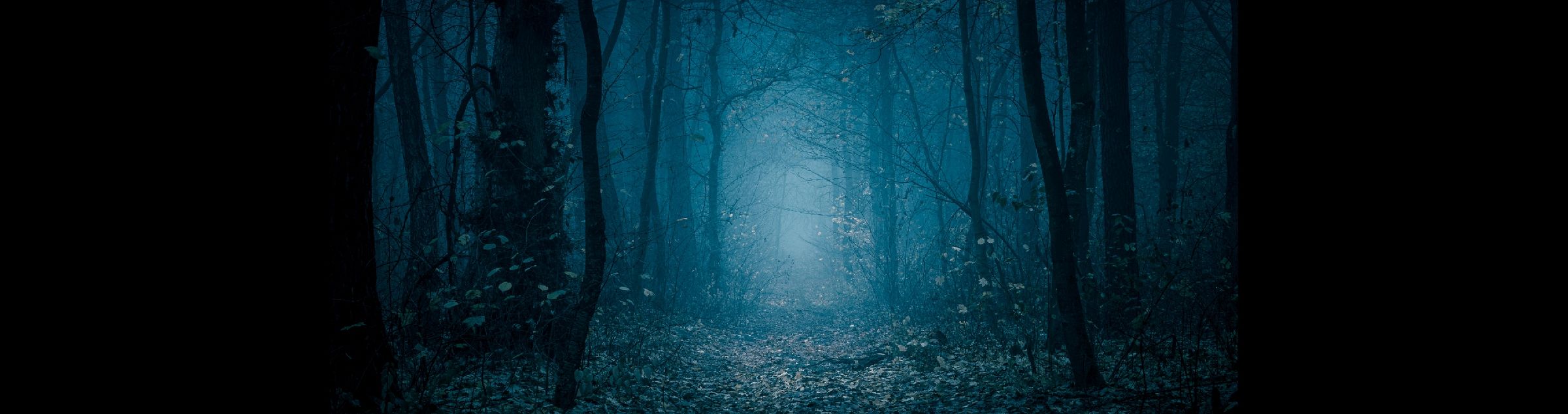 Ein düsterer Wald liegt im Nebel