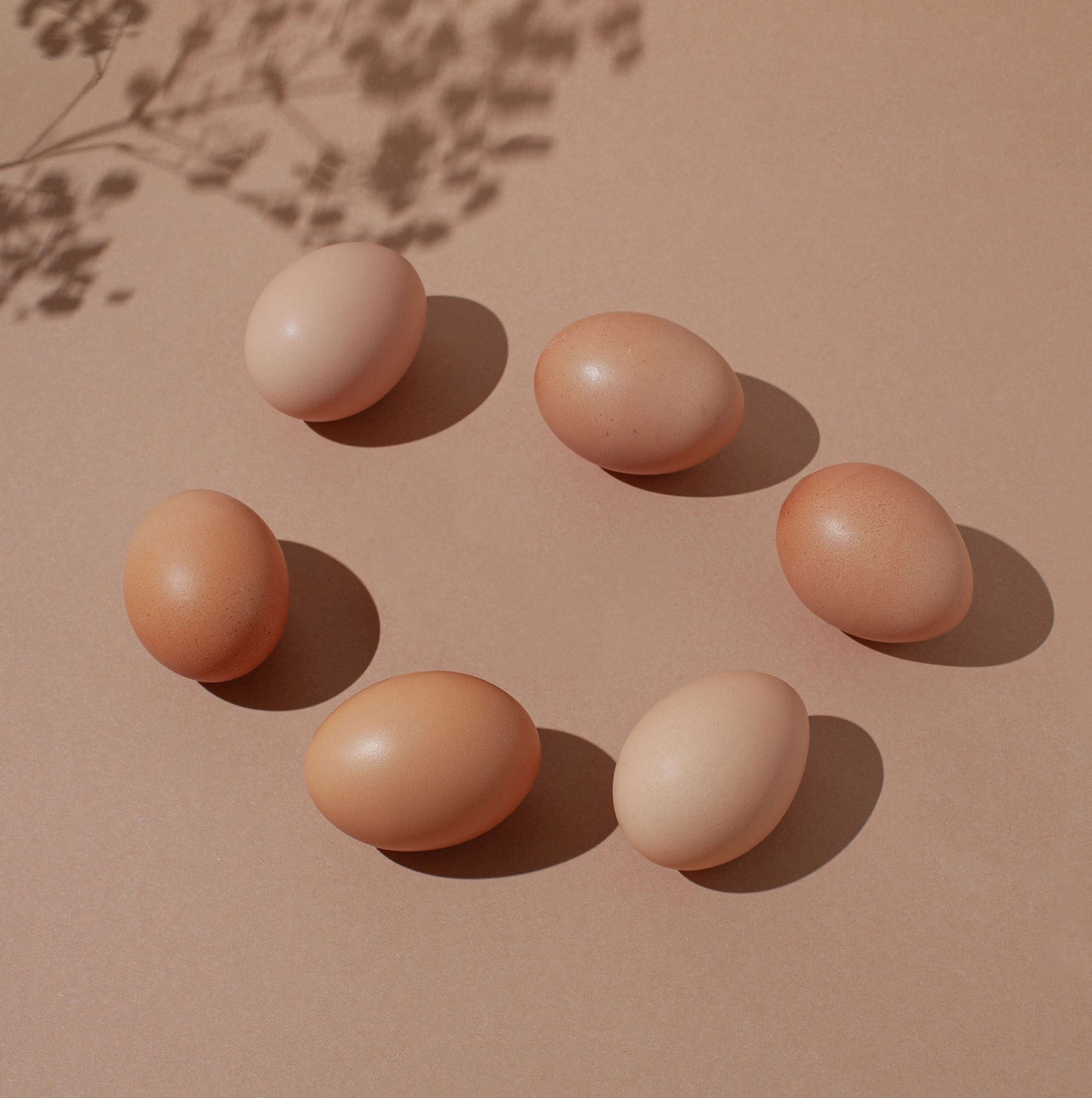 6 braune Eier bilden einen Kreis