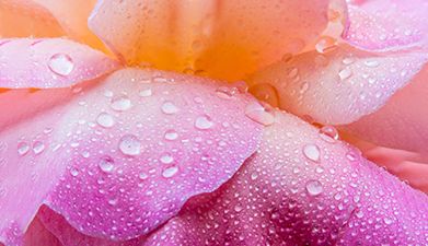 Eine Nahaufnahme einer orange-pinken Blüte mit Wassertropfen darauf