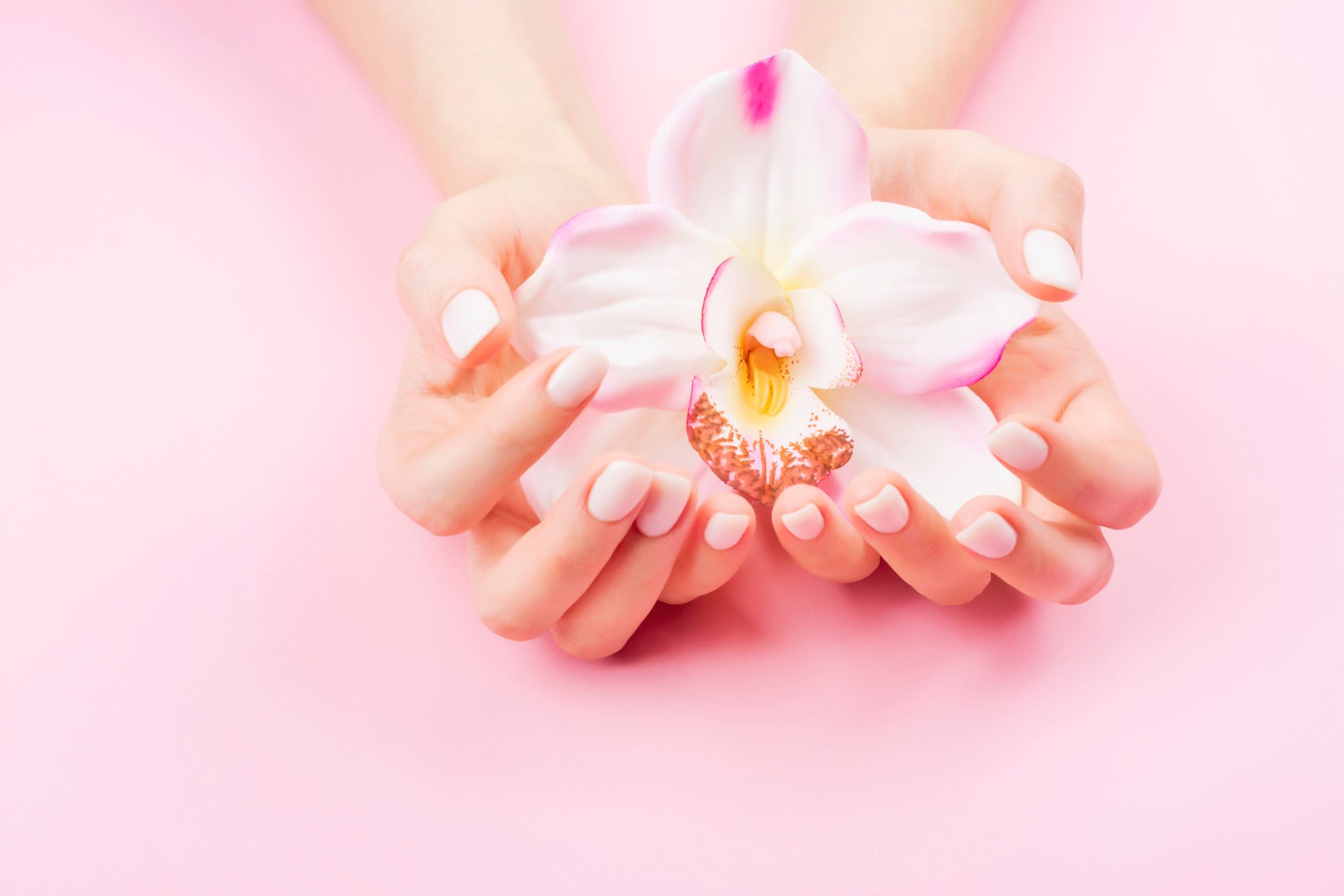 Zwei ausgestreckte Hände halten eine Orchideenblüte in der Hand.