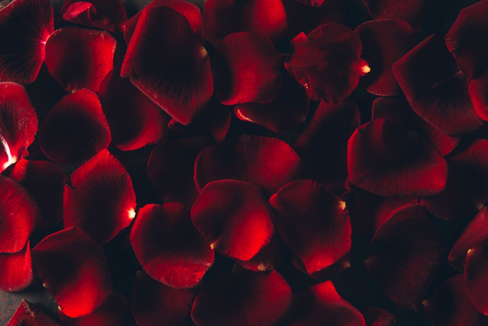 Rote Rosenblüten vor einem schwarzen Hintergrund