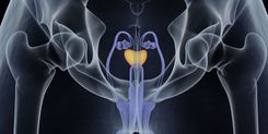 Darstellung der Prostata im Körper