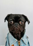 Ein Hund trägt eine Jeanshacke und schaut mit Glubschaugen in die Kamera
