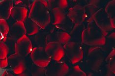 Rote Rosenblüten vor einem schwarzen Hintergrund
