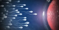 Spermien auf dem Weg zu einer Eizelle